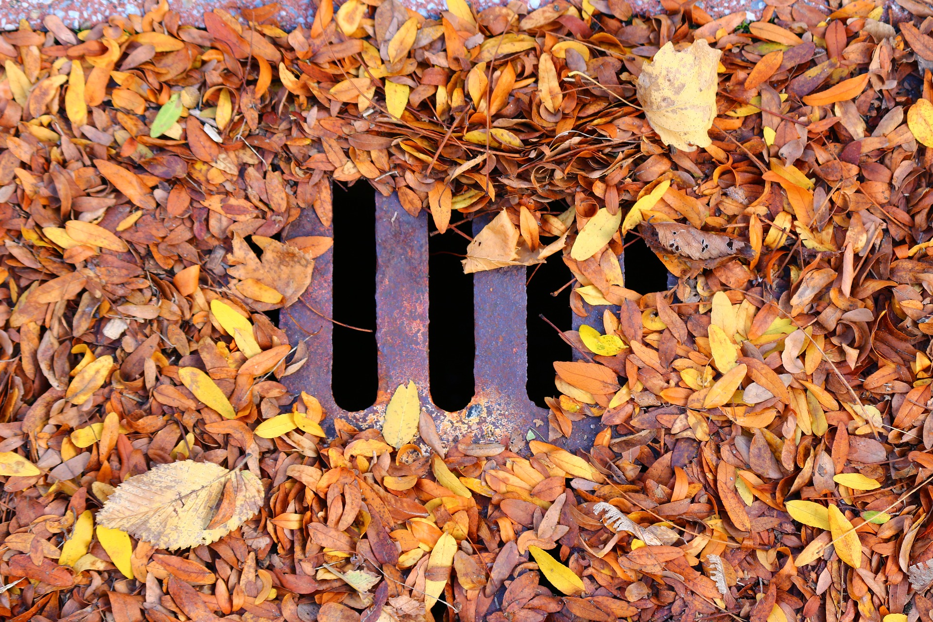 a drain covered in leaves that needs unblocking before winter
