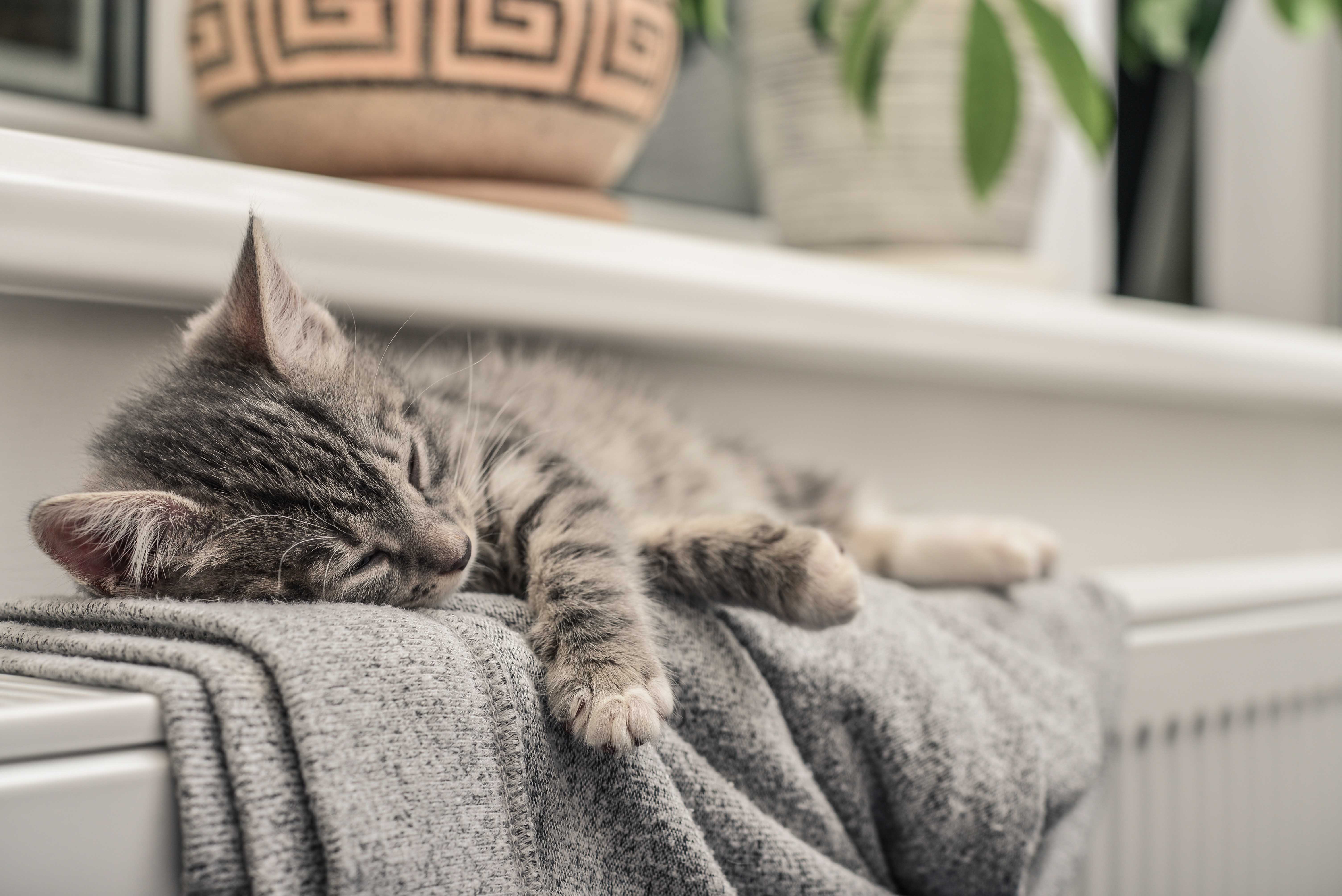 Kitten sleeping on a warm radiator