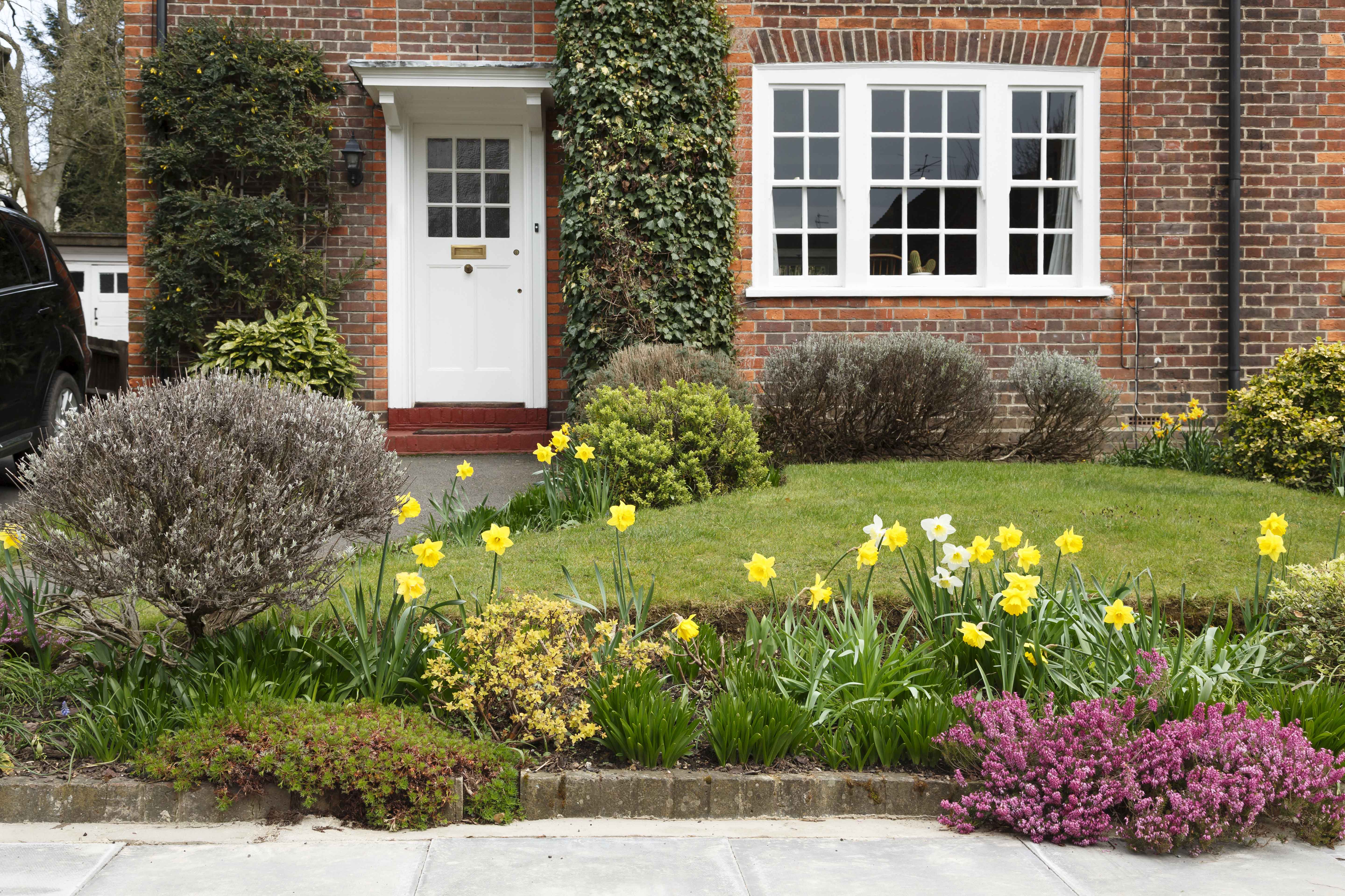 period house in cheltenham with a front garden planted with daffodil flowers