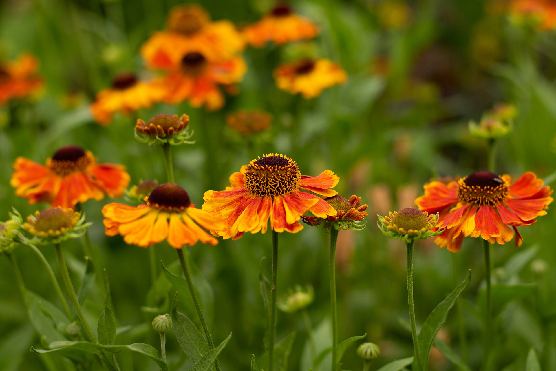 Autumn flowers to attract bees