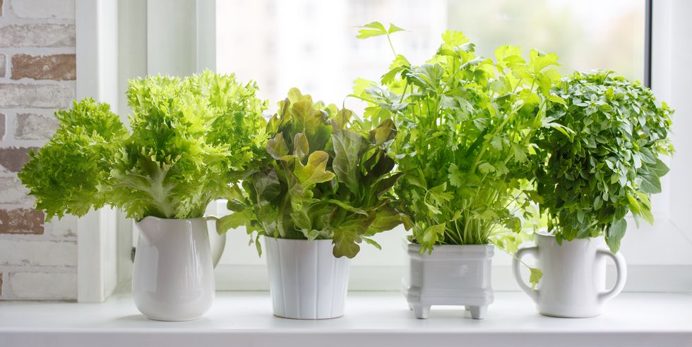 grow your own herbs
