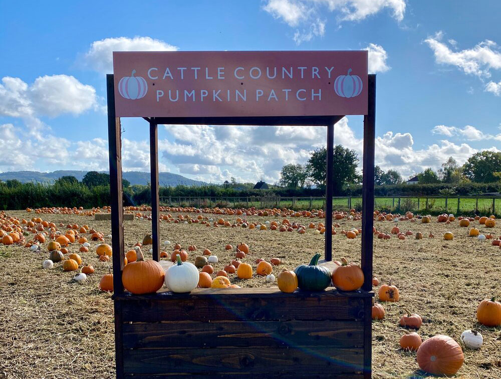 Cattle country pumpkin picking