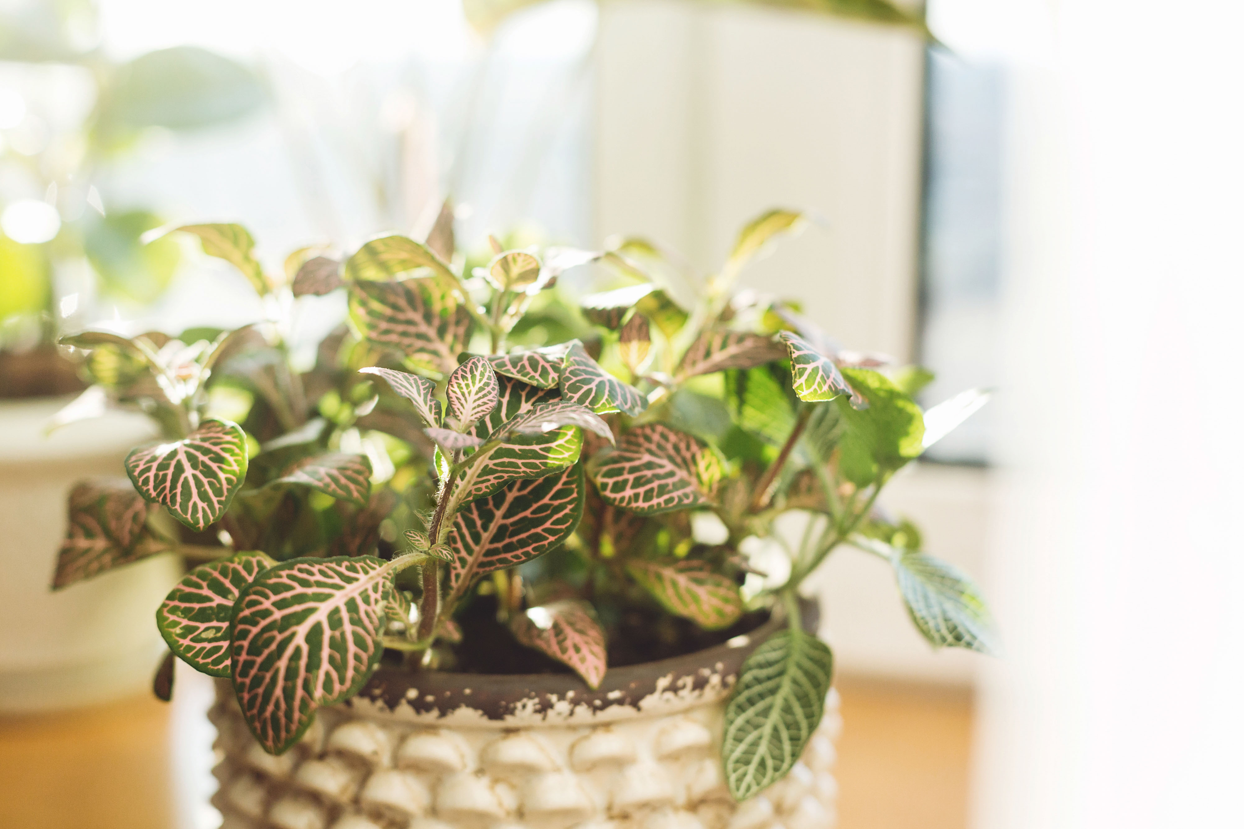 cute plant in modern pot with green and white leaves