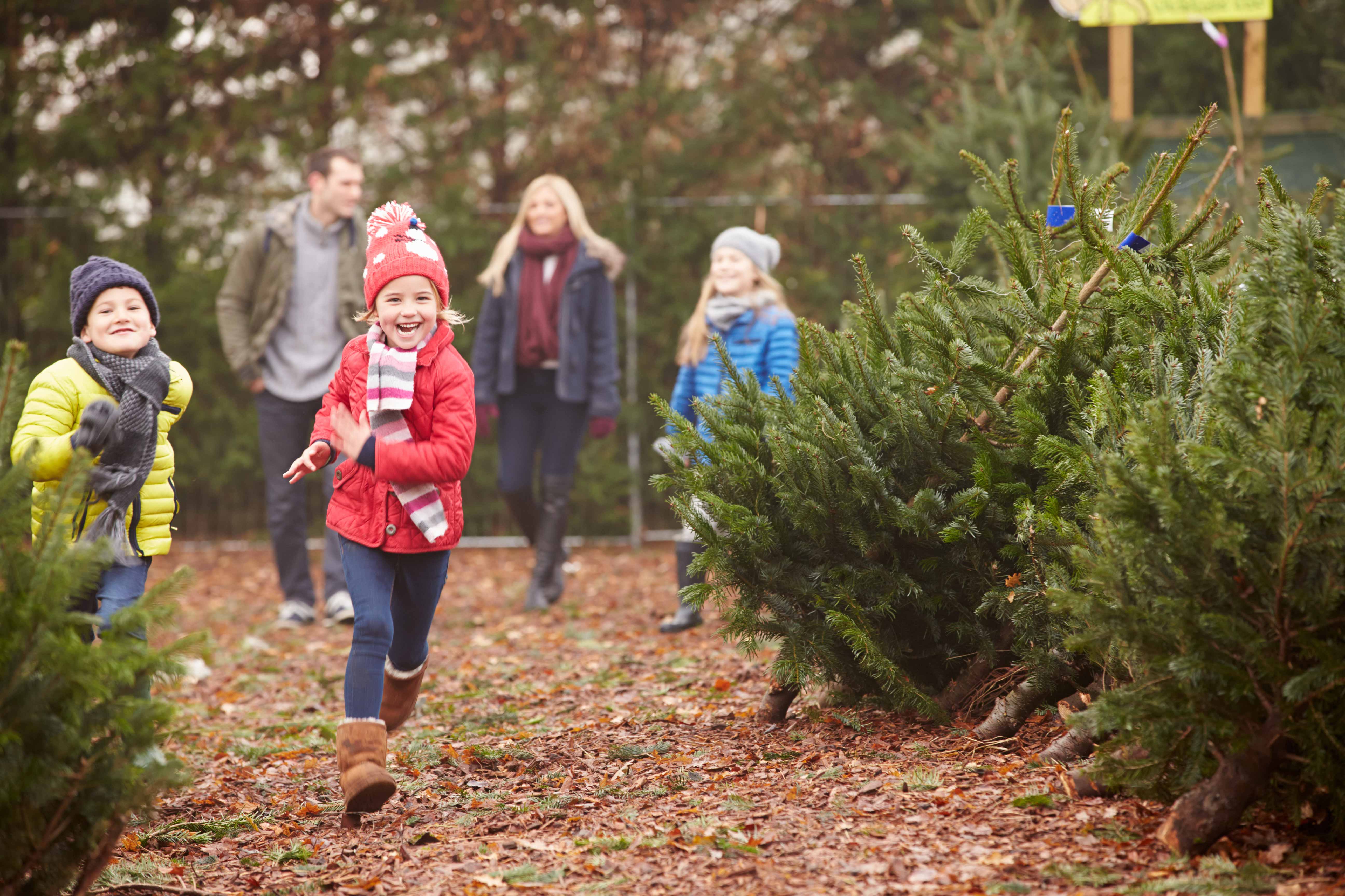 family choosing christmas tree outside