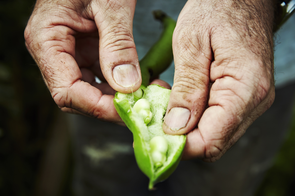 a gardener holding and prising open a bean pod