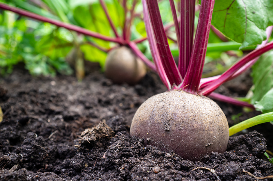 beetroot growing in the soil in the garden rural