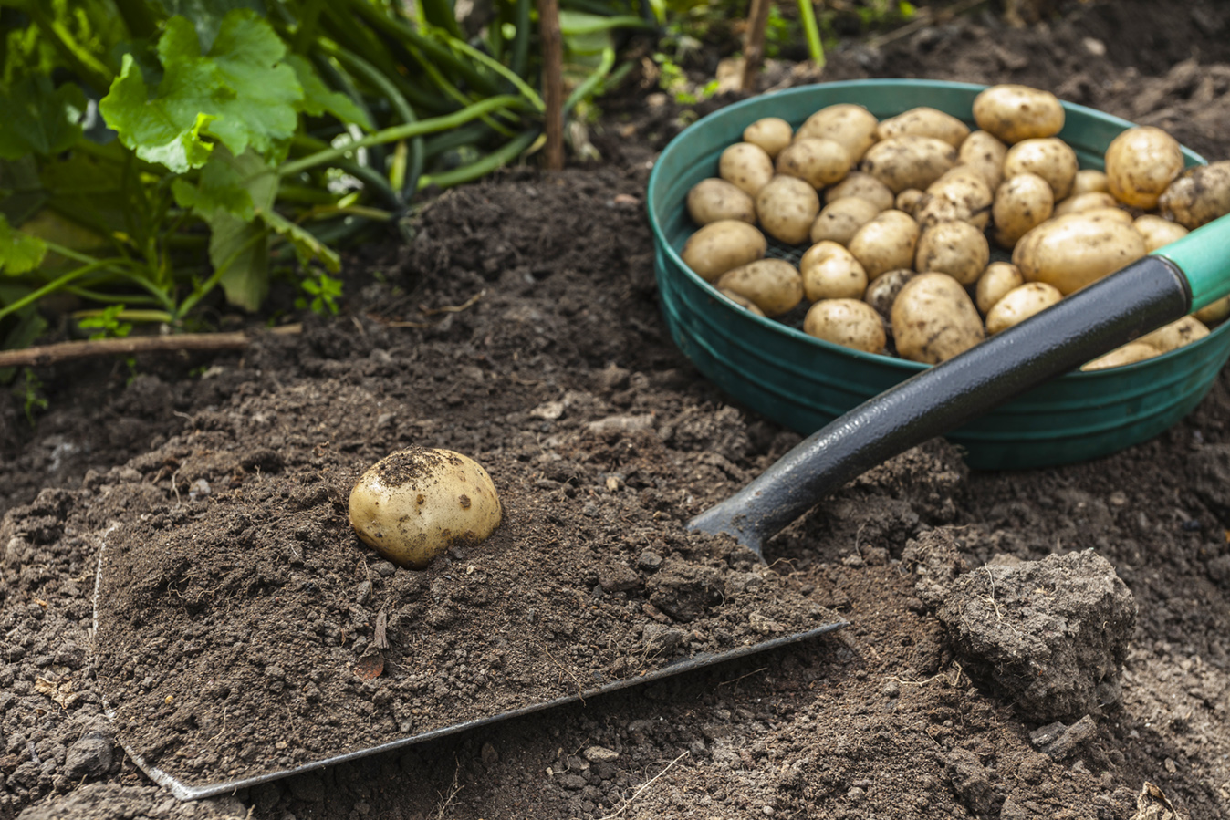 potatoes harvested from garden 