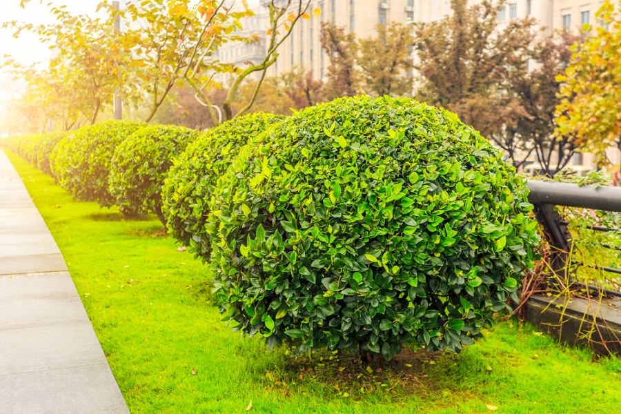 Trees and shrubs for garden privacy